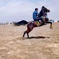 اسب عرب مصری نریان