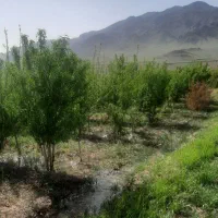باغ در روستای زواریان|فروش زمین و ملک کلنگی|سلفچگان, |دیوار