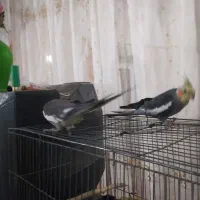 فروشی|پرنده|زهک, |دیوار