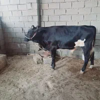 گوساله نر