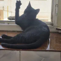 واگذاری رایگان