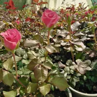 نهال میوه دار و لیمو و گل رز