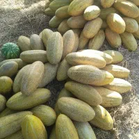 همکار در بساط میوه