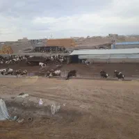 کارگر گاوداری