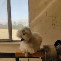 تخم مرغ ابریشمی