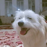 فروش سگ اشپیتز