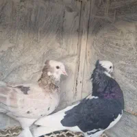 ۸تا شازده خوب|پرنده|تهران, ترمینال جنوب|دیوار