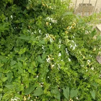 فروش-باغچه-475-متر-شهرکی