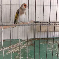 سهره کرمانی دارابی گل بلند خوشکل|پرنده|فسا, |دیوار