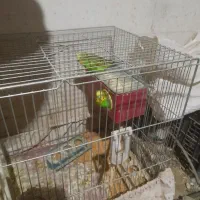 مرغ عشق|پرنده|لنجان, |دیوار