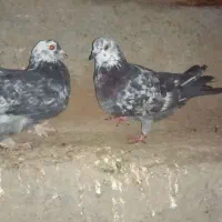 کبوتر فیت مطابق عکس