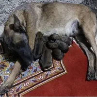 سگ مالانیوز