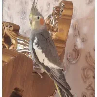 فروش عروس هلندی