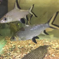 3 عدد سیلورشارک اورسایز