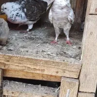 کبوتر  گرویی|پرنده|کیاشهر, |دیوار