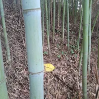 فروش بامبو یا نی خیزران ارسال به تمام کشور