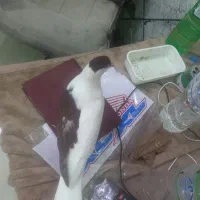 کفتر|پرنده|قرچک, شهرک طلائیه|دیوار