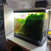 تعداد۲عدداکواریوم شیشه خم شرکتی|ماهی|مشهد, الهیه|دیوار