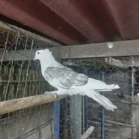 کفتر کبوتر پرشی|پرنده|ری, فیروزآبادی|دیوار