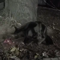 گربه بنگال|گربه|کلاله, |دیوار