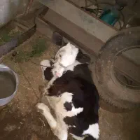 گاو گوساله|حیوانات مزرعه|فیروزآباد (لرستان), |دیوار