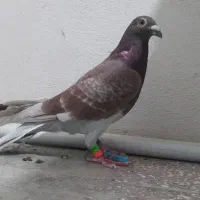 کبوتر قورگی مسابقه رفته|پرنده|مینودشت, |دیوار