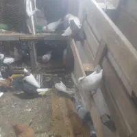 آدرس شوش شهرک سلمان بازار عایم|پرنده|شوش, |دیوار