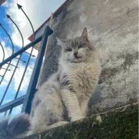 گربه گمشده|حیوانات|رشت, دیلمان|دیوار