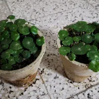 هیدروکوتیل