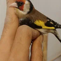 سهره داغسر رسمی شیرازی گل قفل