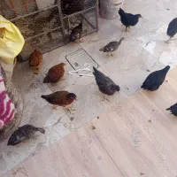 جوجه|حیوانات مزرعه|زابل, |دیوار