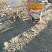 بوقلمون بالایه ۱۴ کیلو وزنش هس چاق چله