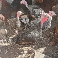 بوقلمون 6 عدد بزرگ دو عدد نیمچه|حیوانات مزرعه|چاهک, |دیوار