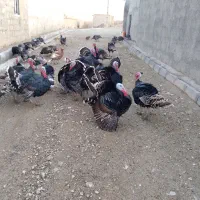 بوقلمون آماده برای شب یلدا|حیوانات مزرعه|دیواندره, |دیوار