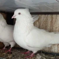 سفید چشم زاغ