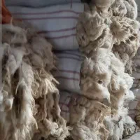 پشم گوسفندی شسته شده با ریکا و بی بو رنگ روشن