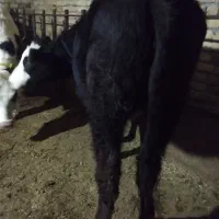 سلام دو رس گوساله ماده جفتی هفتصدکیلو