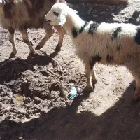 فروشی ب|حیوانات مزرعه|کمره, |دیوار