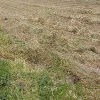 فروش یونجه