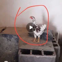 دو عدد خروس گلن زیبا و پرشی