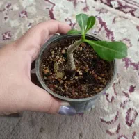 گل بخر از 30تومن تا300|گل و گیاه طبیعی|یزد, |دیوار