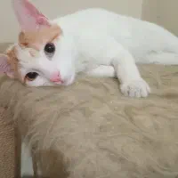 واگذاری گربه نر ۸ماه باهوش ومهربان باتخفیف ویژه