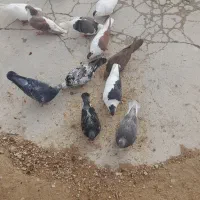 کفتر|پرنده|بجنورد, |دیوار