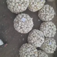 پیاز محلی درجه ۱