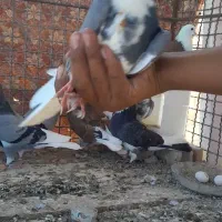 کبوتر گمشده|پرنده|گنبد کاووس, |دیوار