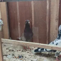 فروش 25 کبوتر جهت فروش