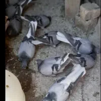 کبوتر