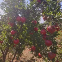 فروش انار نادری بادرود