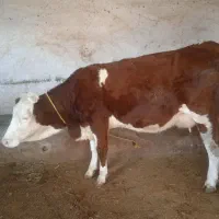 یه عدد تلیسه قرمز رنگ شرابی با گوساله ی نر|حیوانات مزرعه|لاجان, |دیوار