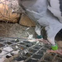 کبوتر پلاکی مسافتی بازرگان نشسته|پرنده|گناباد, |دیوار